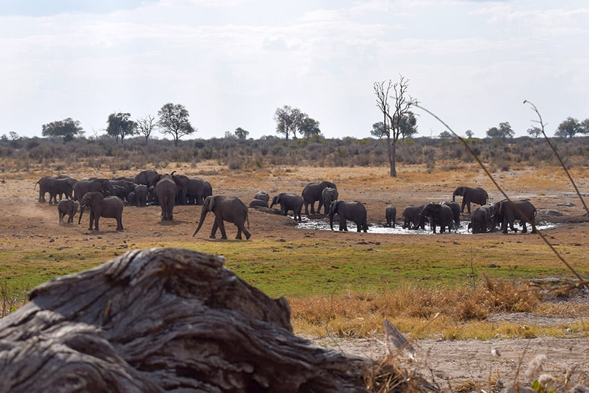 Kaudum, elephant, Namibia