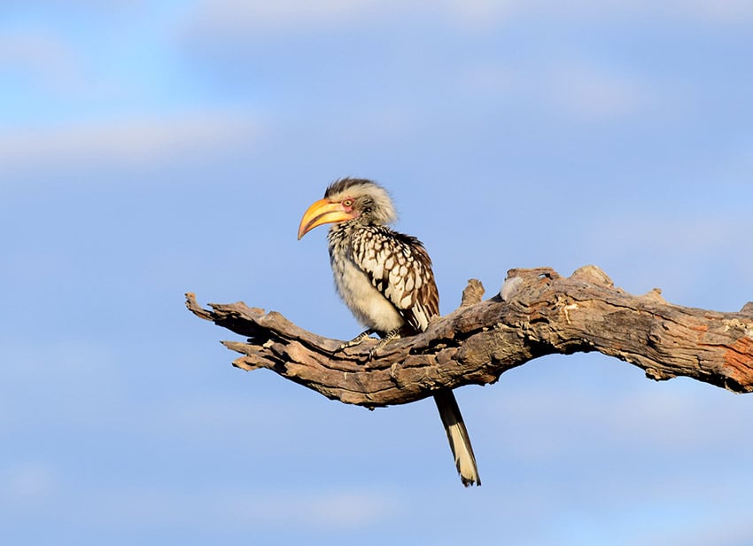 Khaudum bird, Namibia