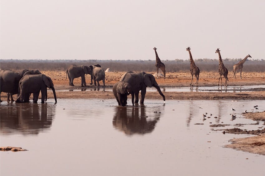 Giraffe, elephant, Etosha waterhole, Namibia