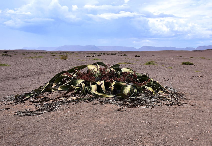 Welwitschia, Namibia