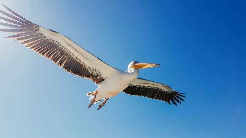 Pelican flying in sky, Walvis Bay, Namibia. 