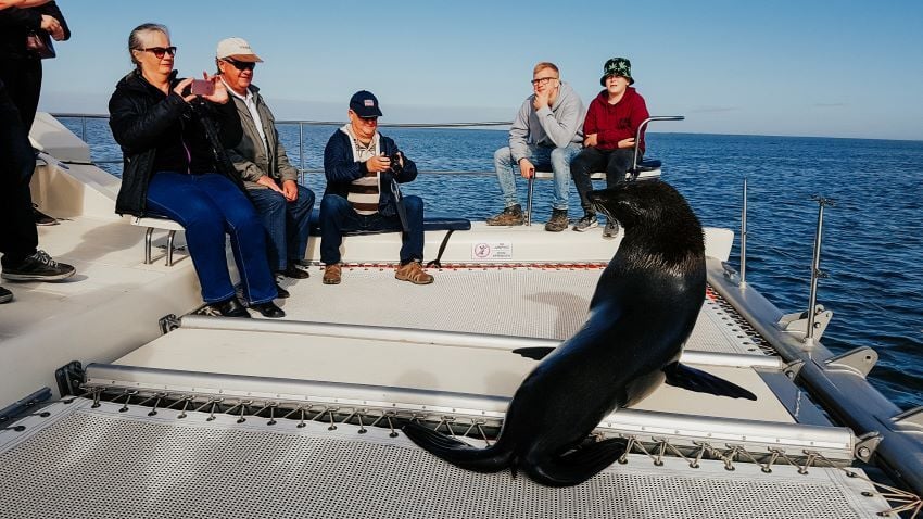 Seal aboard a boat during cruise, Walvis Bay. 