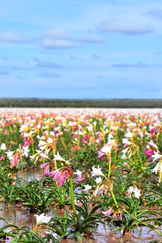 Namibia desert transformed by blooming Sandhof Lilies after first rains