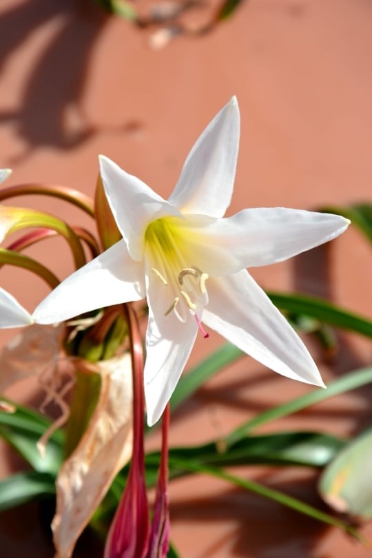 Sandhof Lilies blooming in a clay pan near Maltahöhe, Namibia after seasonal rains