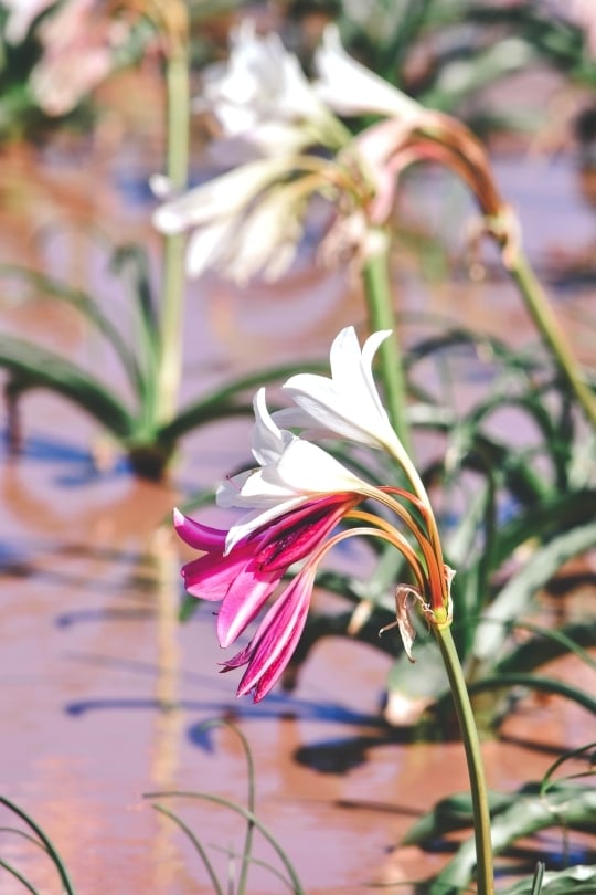 Seasonal Sandhof Lily bloom creating pink landscape near Maltahöhe, Namibia