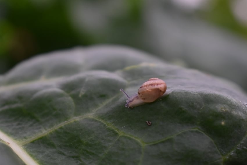 Close-up of snails slowly crawling over leafy food in the misty night.