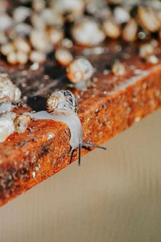 Mature snails with glossy shells ready for hibernation before processing., Namibia