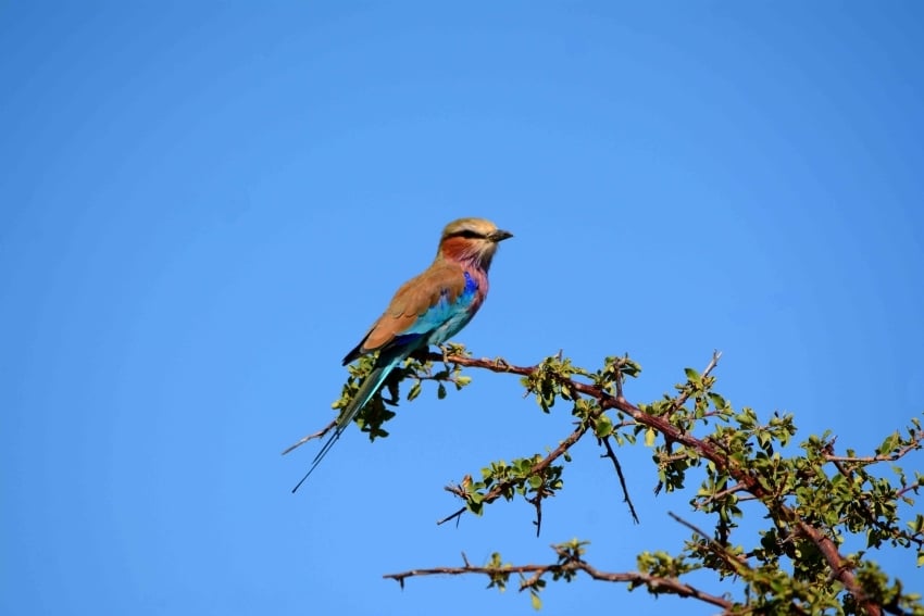 Bird resting in a natural setting in Namibia