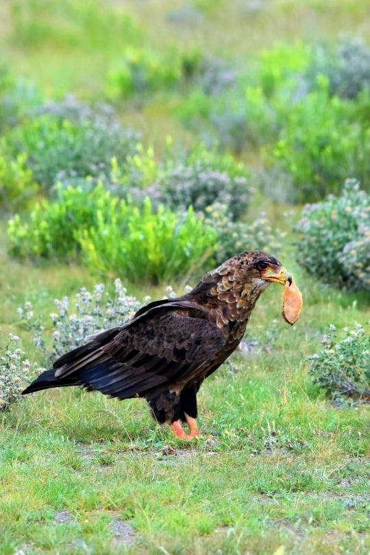 Bird in Namibia amidst natural surroundings