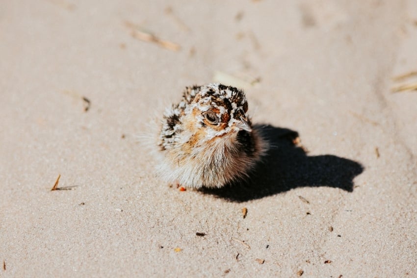Bird over scenic terrain, Namibia, travel views