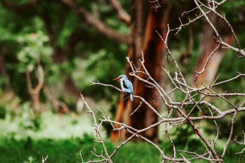 Bird in open landscape, Namibia, travel inspiration