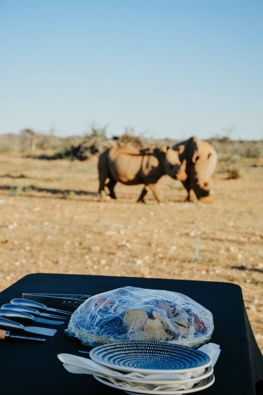 Close-up portrait of an endangered African rhino in Namibia