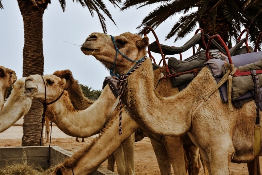 Camel ride through the Namib Desert near Swakopmund