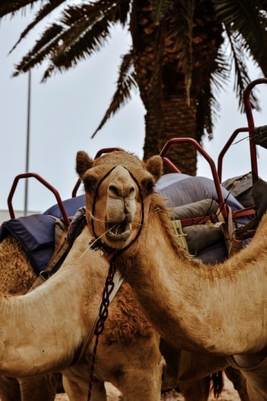 Camel adventure ride in Namib Desert near Swakopmund, Namibia