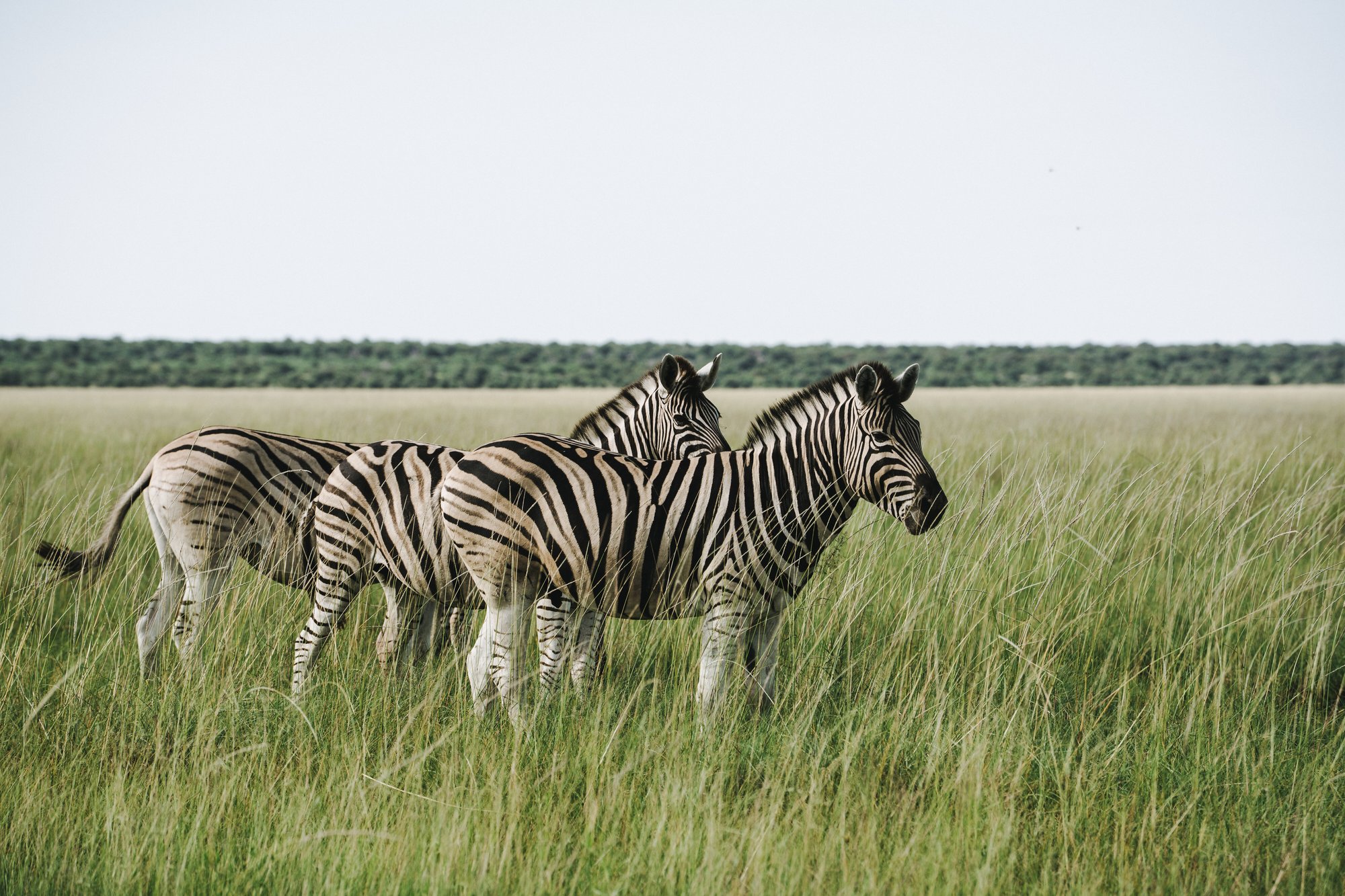 ArtByEmidio_Etosha_02