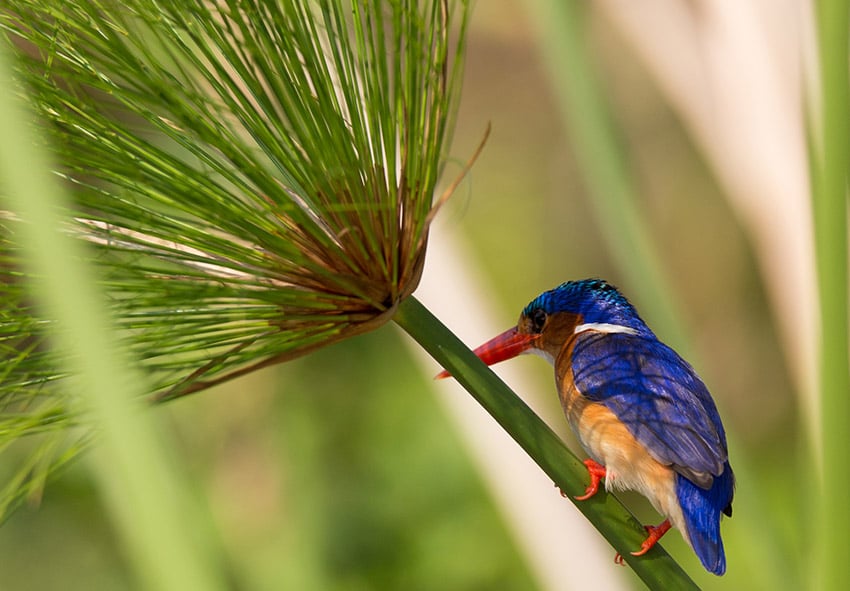 Malachite bird, Namibia