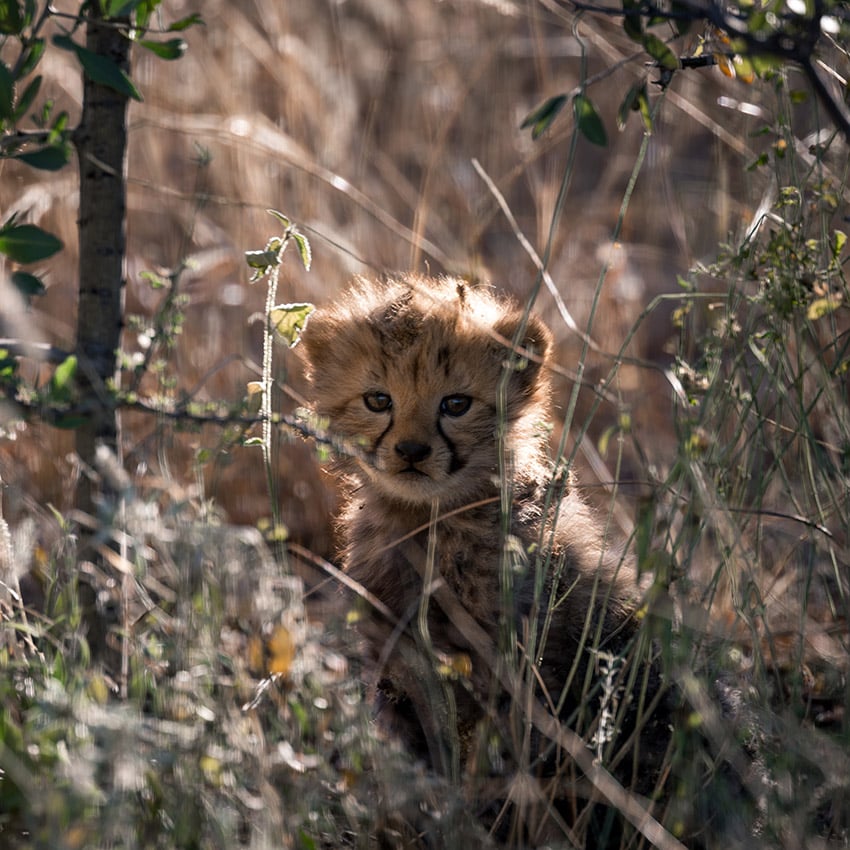Cheetah cub, Etosha, Namibia