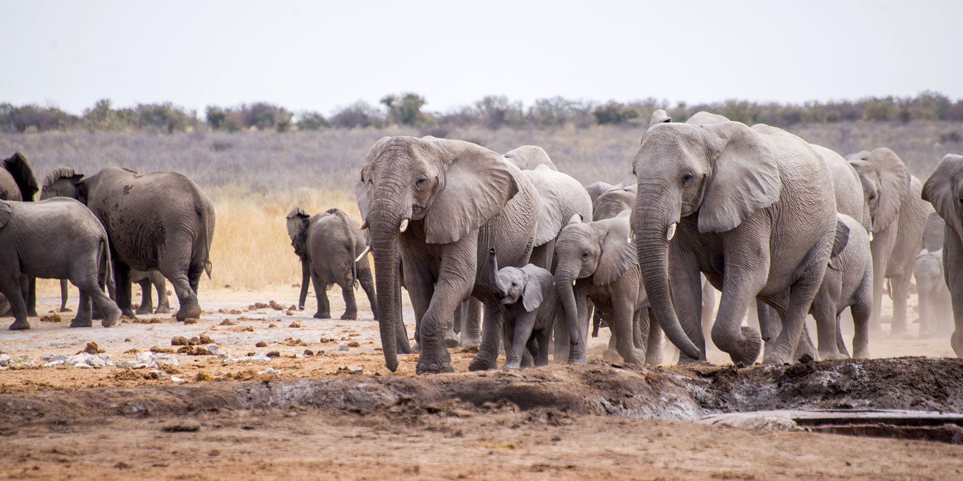 Experience Etosha, An Iconic Wildlife Sanctuary