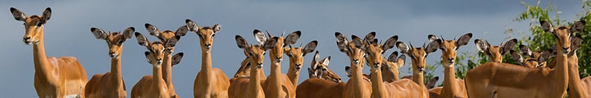 Impalas, Zambezi Region, Namibia