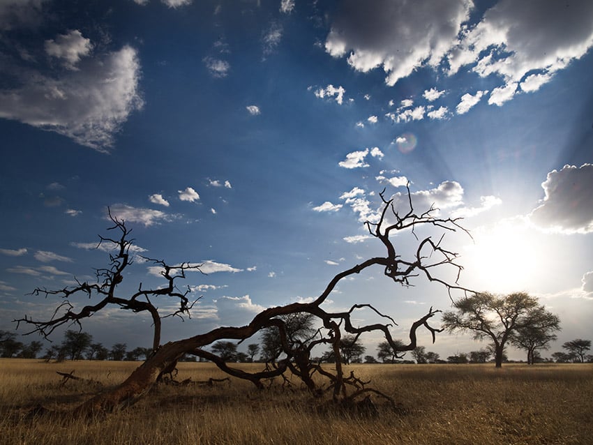 Tree skeleton in the savanna, Namibia