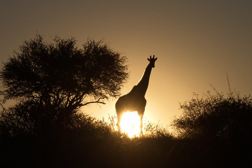 Giraffe at sunset, Namibia