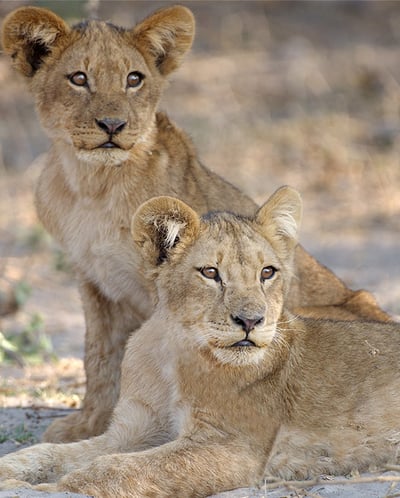 Two lion cubs, Namibia
