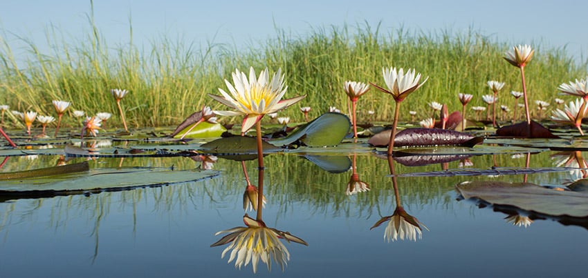 Water lilies, Zambezi Region, Namibia