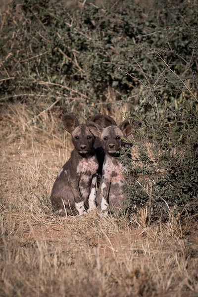 Wild dog pups, Zambezi Region, Namibia