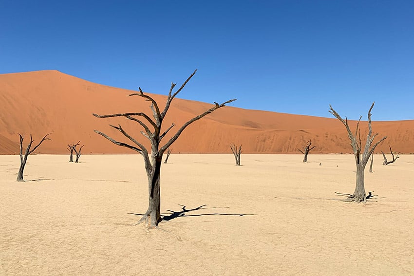 Dead Acacia trees in Deadvlei, Namibia