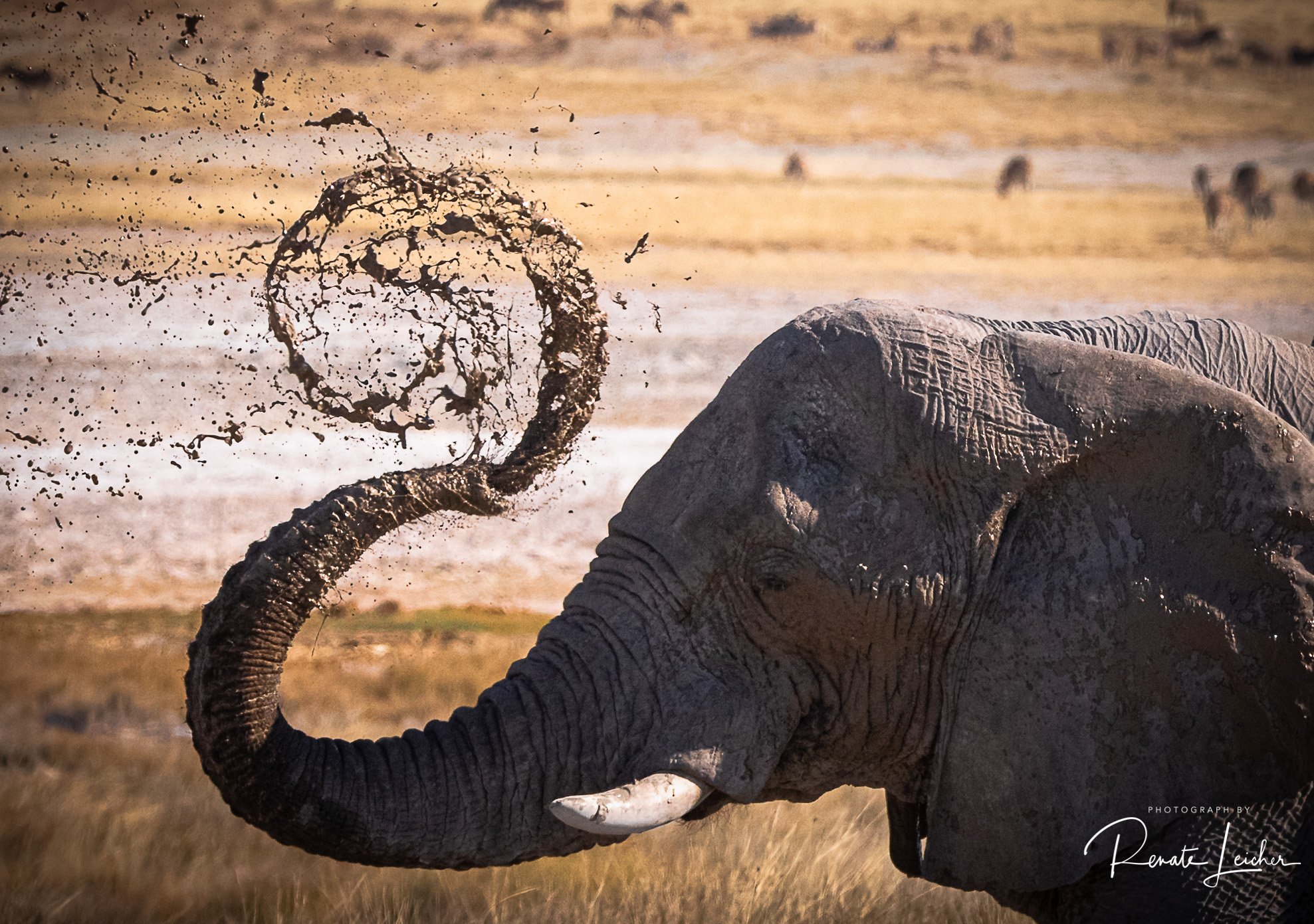 Animals in Namibia 