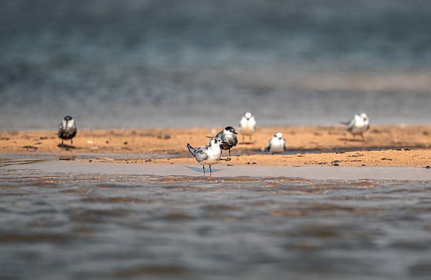 Sandbank in water, birds, Namibia