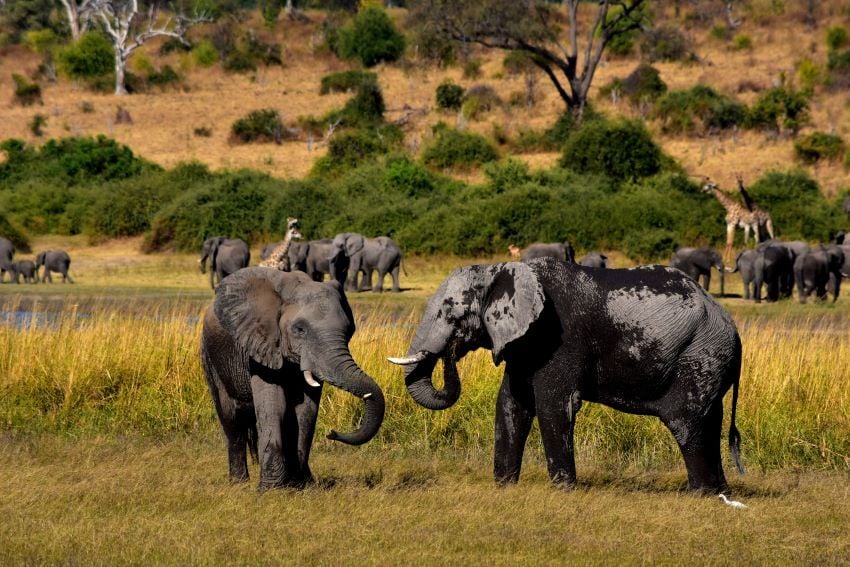 Herd of elephants in the Caprivi, Namibia.