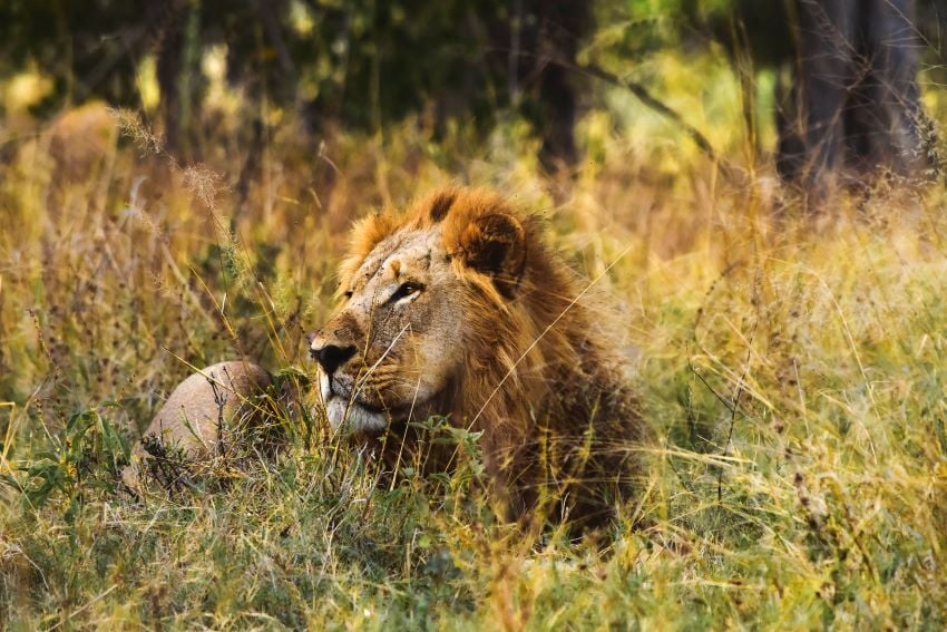 Lone lion in the Caprivi, Namibia.