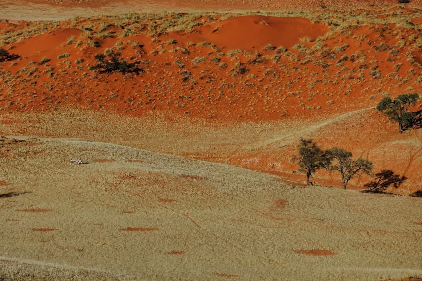 Fairy circles on the ground in the Namib Desert.