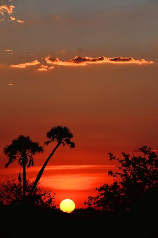 Silhouettes of trees against a fiery Namibian sunset