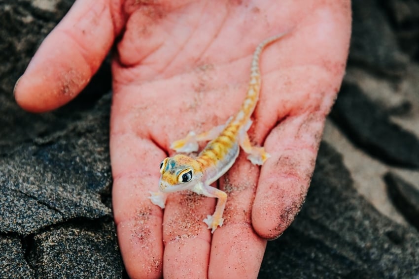 Close-up of a translucent Namib sand gecko with webbed feet on the desert sand at Sandwich Harbour.