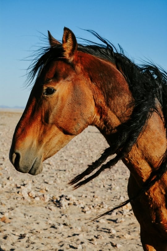 Wild horses of Namibia near Garub hide