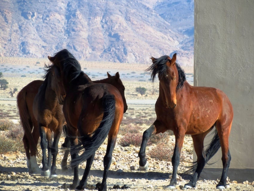 Wild horses near Aus with desert mountains background