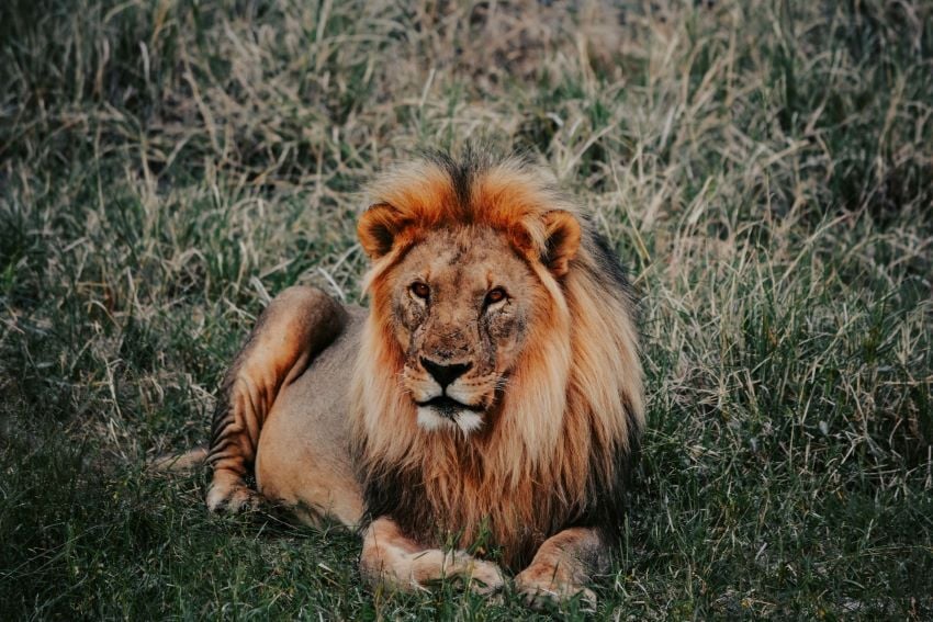 Lion captured laying in the grass in the Etosha National Park.