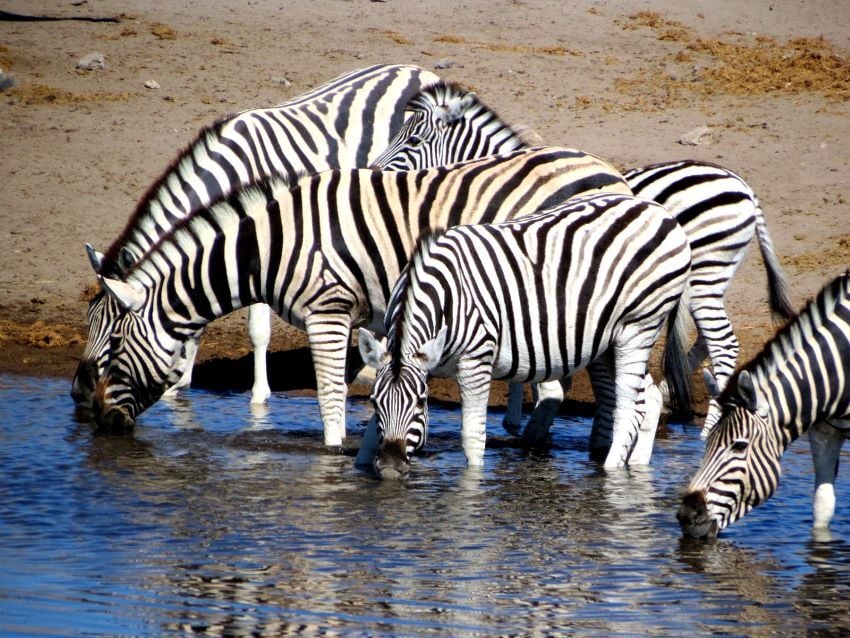 Zebra spotted at a waterhole in Etosha National Park.