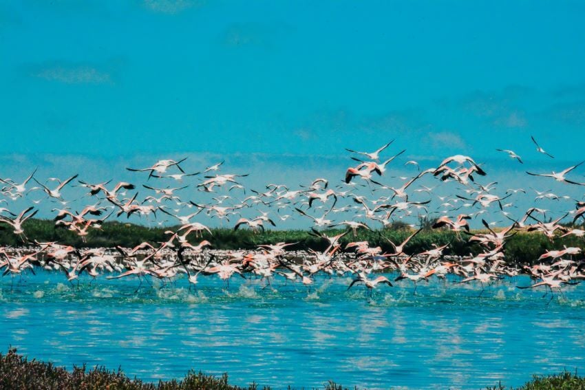 A flamboyance of flamingos takes flight over water in Walvis Bay, Namibia. 