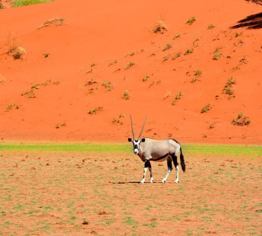 Lone Oryx in Sossusvlei Desert, Namibia. 
