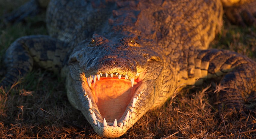 crodile, wide open mouth, Namibia