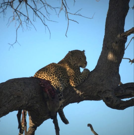 Leopard in tree, Namibia