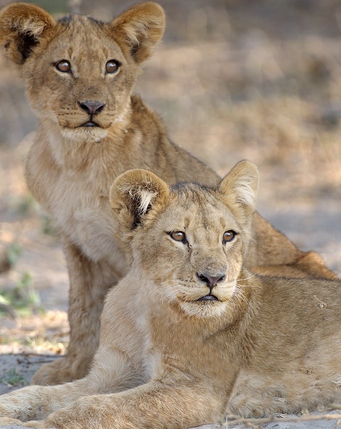 African Lion family