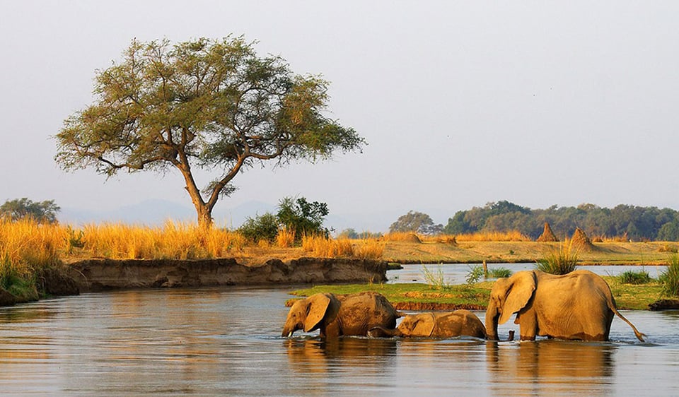 Zambezi_Lambert Heil web_max960x960