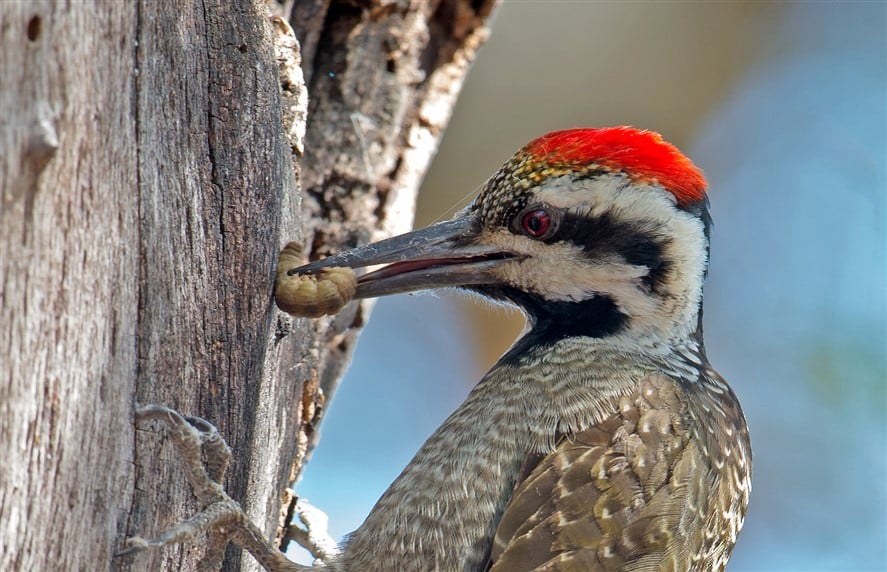 Birds of Namibia