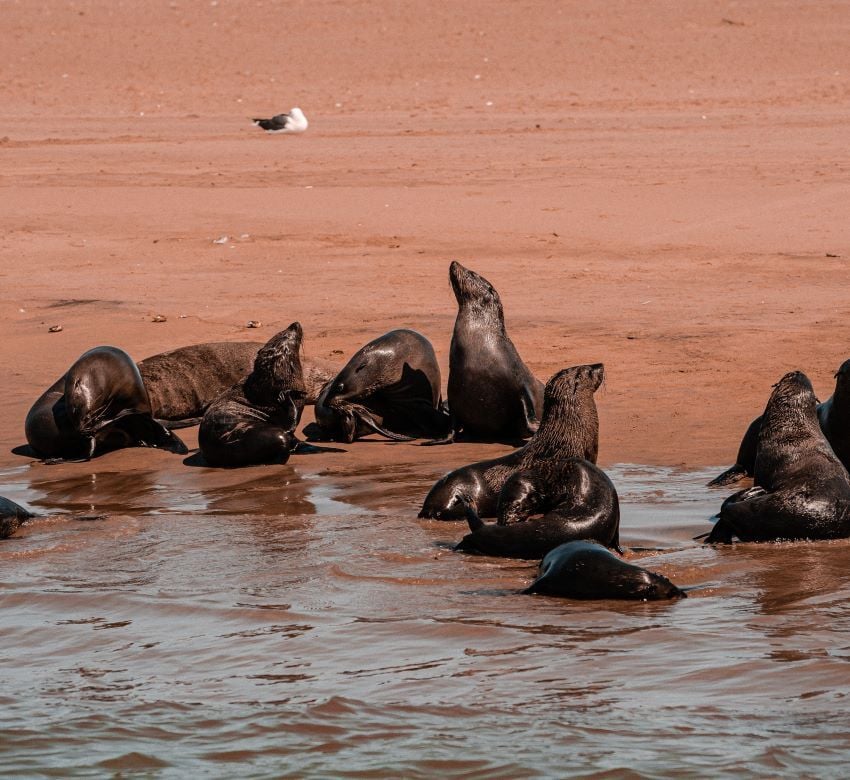 Cape Fur Seals along the Atlantic Sea shore. 