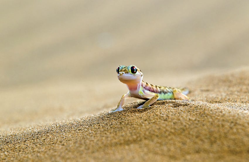 Chameleon in the sand, Namibia