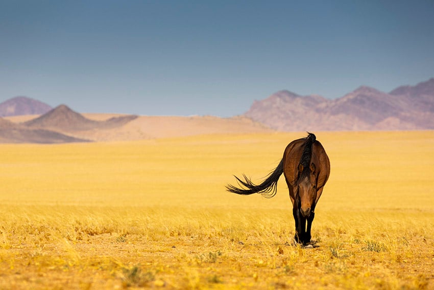 Wild Horse of the Namib, Namibia